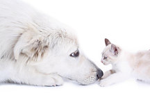 Obraz Mačiatko a pes 1562